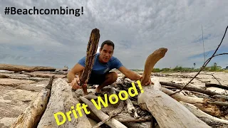 #Beachcombing - Driftwood!