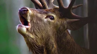 Олень. Рёв. Red Deer Roar - Roaring.
