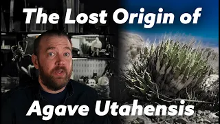 The History of Agave Utahensis