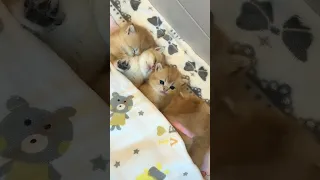 OMG So Cute Cats & Kittens ♥ The Best Funny Cute Cat Videos 💗 2021 #short #110