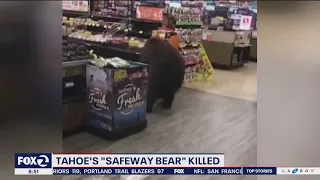 Tahoe bear who wandered through Safeway store shot and killed