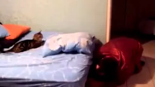 Смешные коты!!! Кот испугался Funny cats, Прикольные, ржачные,веселые коты,кошки ,котята1