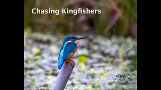 Chasing Kingfishers