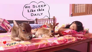 Small Miniature Punganuru Cows Which could be raised Under the Bed at Home 😍 | Cutest Cows