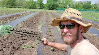 How to Plant Field Tomatoes the Easy Way!