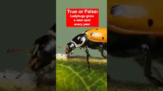 🐞 Ladybug Quiz 🐞 | #DeepLook #Shorts