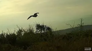 incroyable!!!....certainement l'une des plus belles scènes de l'année sur bécasse.