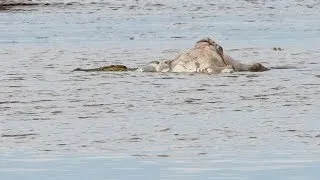 Giant crocodile steals cow from feeding crocs!