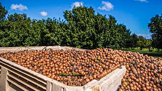 Macadamia Nuts Harvesting Process | Modern Macadamia Harvesting Machine | Macadamia Nuts Processing