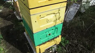 начался взяток в Подмосковье, расширяю гнездо пчел и подставляю магазин под мед - май на пасеке 2021