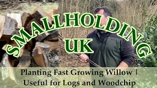 Planting Fast Growing Willow | Useful for Logs and Woodchip