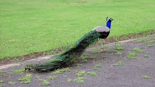 Adaptation In Peafowls | Peafowls Adaptation Facts| Indian Peafowls Adaptation| Peafowls Vs Peacocks