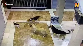 Mama cat chases stray dogs to protect her kitten