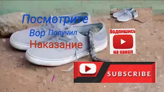 Посмотрите вор получил наказание.Look, the thief received his punishment.انظروا ، اللص نال عقابه.