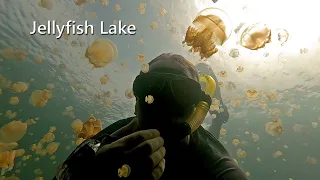 Jellyfish Lake - Palau 2020