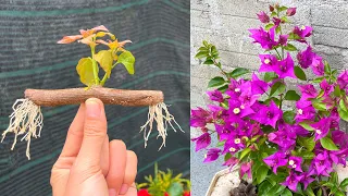 How to propagate Bougainvillea branches