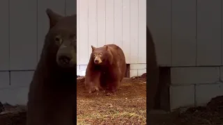 He says he came face-to-face with momma bear