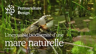 L’incroyable biodiversité d’une mare naturelle