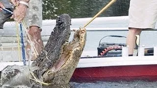 Alligator Hunting in Louisiana