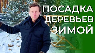 Посадка хвойных деревьев | Тонкости ухода зимой в ландшафтном дизайне