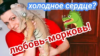 Наш питомец игуан Иван Зелёная игуана дома #индия