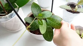 Как поживают мои хойи 🌱 Обзор хой 🪴