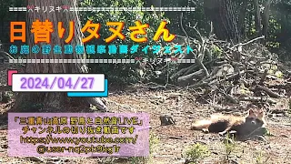 2024/04/27 (44:50)【日替りタヌさん】