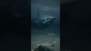 Megalodon VS Mosasaurus; Who you got?