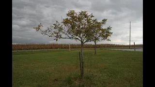 Coble #2 Hickory Cultivar