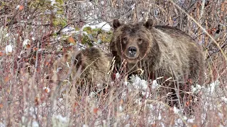 Wildlife Photography-Grizzly 399 4 Cubs-On the Road Again-Jackson Hole/Grand Teton Park/Yellowstone