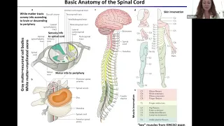 Research Talk: Dr. Ona Bloom "Traumatic Spinal Cord Injury"