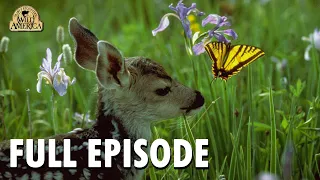 Wild America | S8 E6 'Shenandoah Springtime' | Full Episode | FANGS