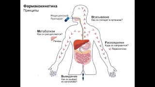 1 №5.1. ФАРМАКОКИНЕТИКА, БИОТРАНСФОРМАЦИЯ ЛВ