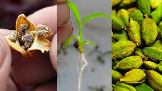 Grow Cardamom from seeds | Grow Properly at home | Grow Cardamom plants from seeds