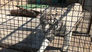 Редкий белый тигр. Тайган. White tiger. Taigan. Crimea