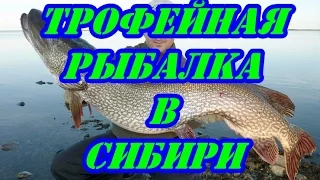 Трофейная рыбалка в сибири.