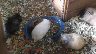 Морские свинки: маленькие и большие. Guinea pig, Cavy