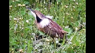 (*) American Bittern (male) during mating season