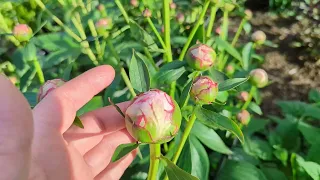 Our Garden Tour - May 19 2024