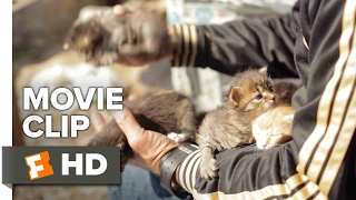 Kedi Movie CLIP - Abandoned Kittens (2017) - Documentary