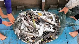 Trúng Lớn Cá Chẽm Cá Đối Cá Dồ Biển Tôm Càng| Chuyến Ra Khơi Bội Thu Làm Bữa Hải Sản Nấu Ngót||TCNTV