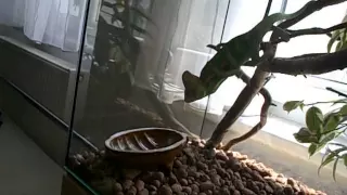 Chameleón Cyril na lovu cvrčků