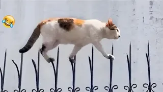 😹🐈 Funniest Cats and Dogs Videos 🤣😅 Funniest Animals 2024 # 16