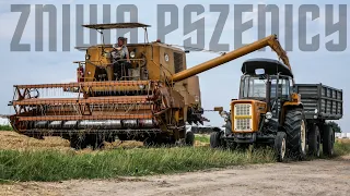 RYK BIZONA! 🔥 ŻNIWA W POLSKIM KLIMACIE ✓ KOSZENIE PSZENICY ✓ BIZON Z056 SUPER I URSUS I ZETOR