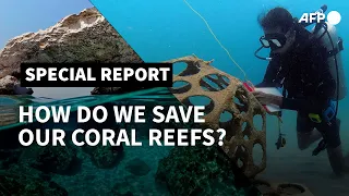 Saving our coral reefs: scientists bet on tech and next generation | AFP