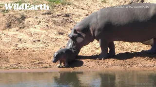 Three-Week-Old Hippo