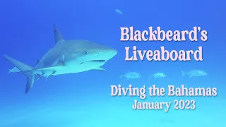 Scuba Diving the Bahamas on Blackbeard's Liveaboard, "The Sea Explorer"