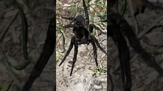 Giant wasp and a large wolf spider! Part 2