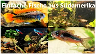 BRUDERPROJEKT - EINFACHE FISCHE für ein Südamerika-Aquarium