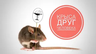 Крыса - друг человека